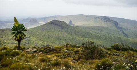 Aberdare National Park