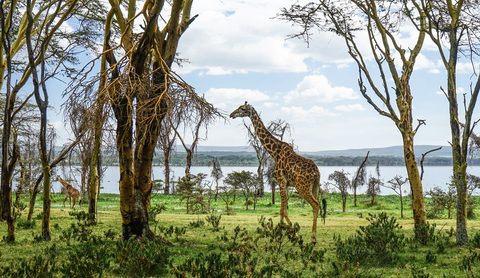 Lake Naivasha & Crescent Island